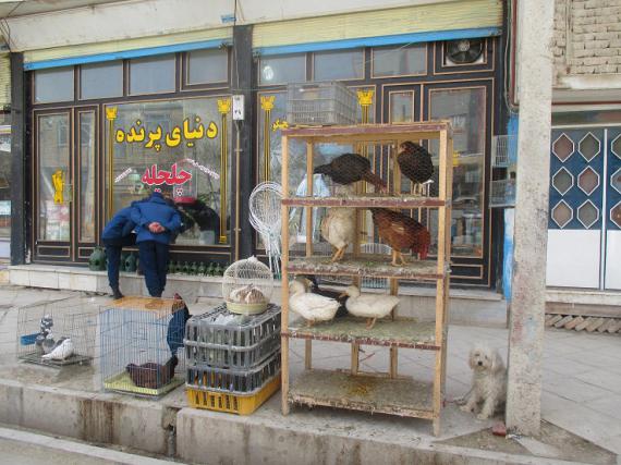 وقتی ترویج همزیستی با سگ به کبودراهنگ می رسد + عکس
