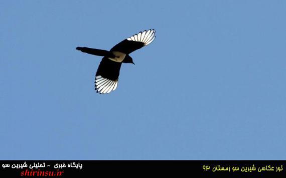 تور عکاسی شیرین سو 