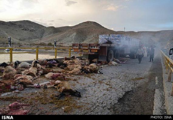 تصاویر/ تریلر ۷۰ گوسفند را کشت 