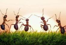 همکاری بسیار جالب مورچه ها در حمل غذا + فیلم 
