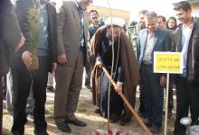درختکاری در کبودراهنگ / گزارش تصویری