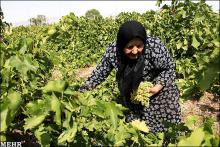 روستای جین طراقیه، مشکل آب شرب ندارد