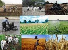 گسترش حوزه صنعت برای برون رفت از بحران آب / تولید یک سوم غلات استان همدان در کبودراهنگ 