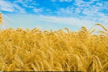 خرید تضمینی ۳۵ هزار تن گندم در کبودرآهنگ 