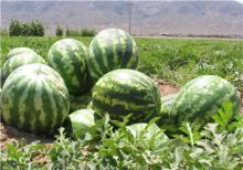 کشت محصولات پرآب‌بر، تنش آبی را در همدان تشدید می‌کند 