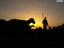 قتل جوان 31 ساله روستایی بر سر چرای دام