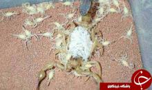 تصاویر شگفت انگیز از زایمان عقرب تصاویر شگفت انگیز از زایمان عقرب