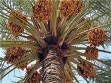 زائران راهیان نور با خرید سوغات محلی به اشتغال خوزستان کمک می‌کنند
