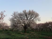 سرمازدگی باغ های زردآلو و بادام در کبودراهنگ