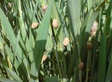 ریزش سن غلات در کبودراهنگ 