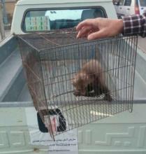  پناه خدنگ به یک منزل مسکونی در همدان