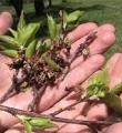 10 میلیارد و 800 میلیون تومان خسارت سرمازدگی در کبودراهنگ