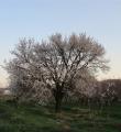 سرمازدگی باغ های زردآلو و بادام در کبودراهنگ