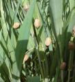 ریزش سن غلات در کبودراهنگ 